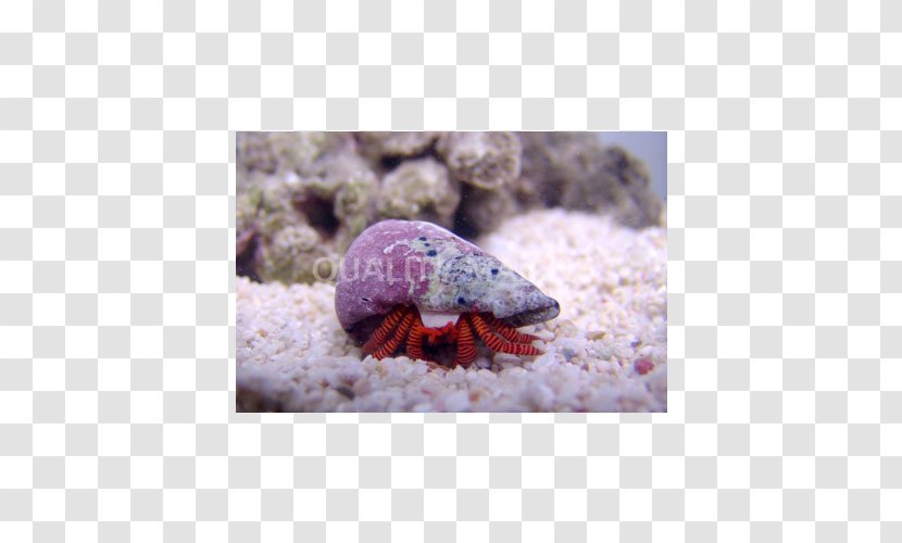 Hermit Crab Marine Biology Stock Photography Fauna - Organism Transparent PNG