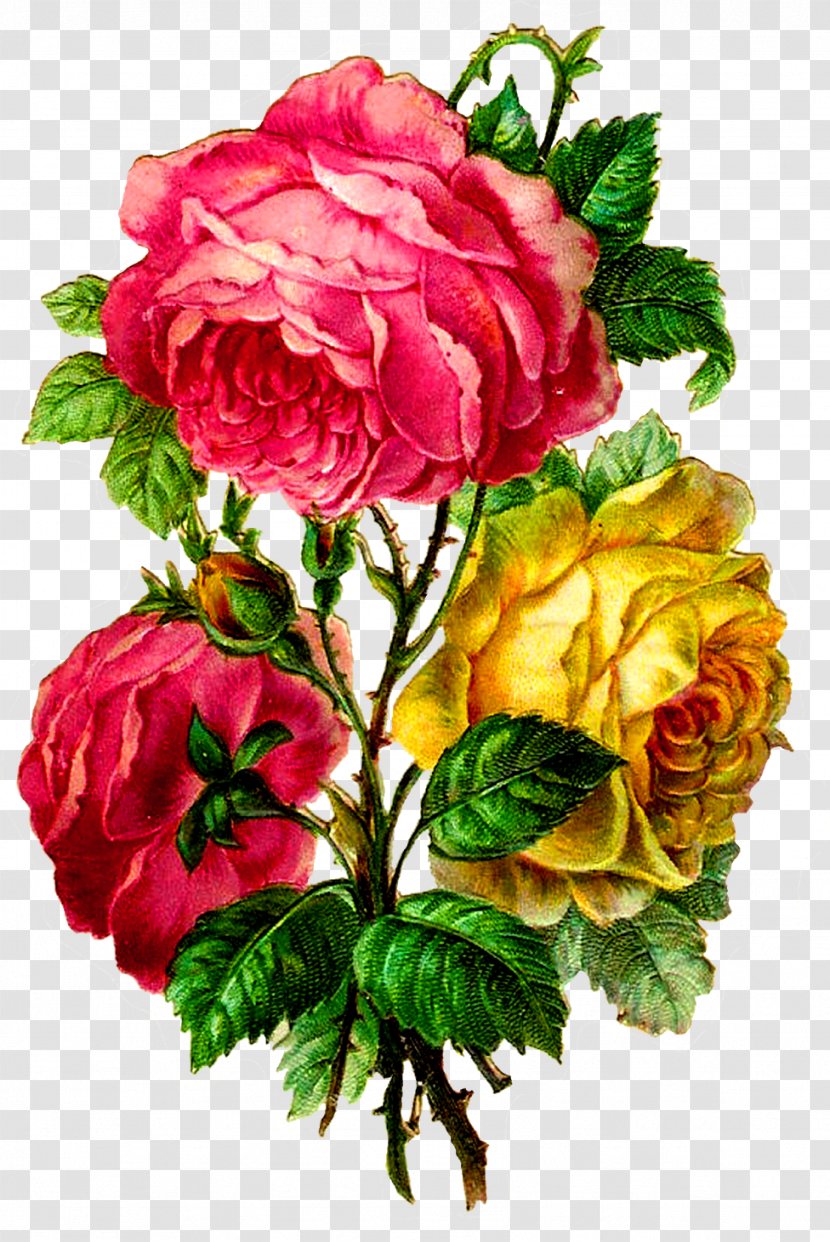 Flower Bouquet Cabbage Rose Garden Roses Clip Art - Floral Design - Carnations Cartoon Transparent PNG