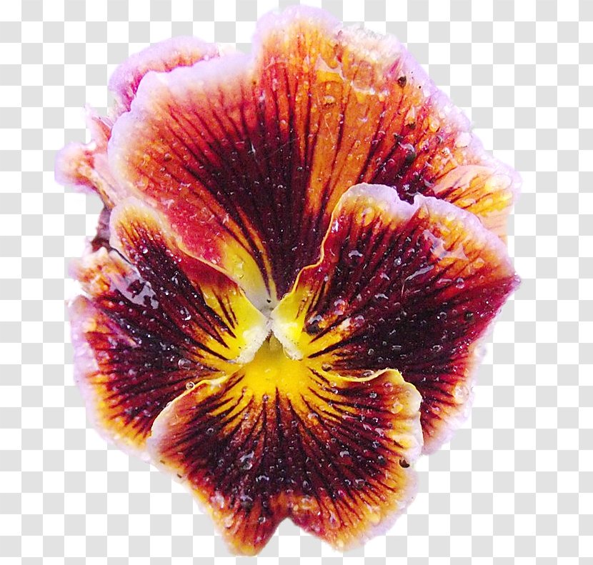 Pansy Petal Flower - Rar Transparent PNG