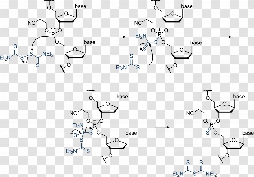 Oligonucleotide Synthesis Phosphoramidite Phosphonate DNA - Rna - Directionality Transparent PNG