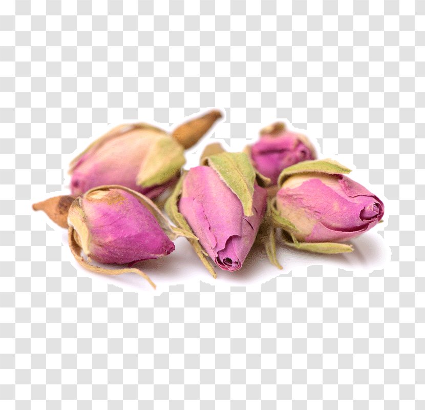 Magenta - Rose Buds Transparent PNG