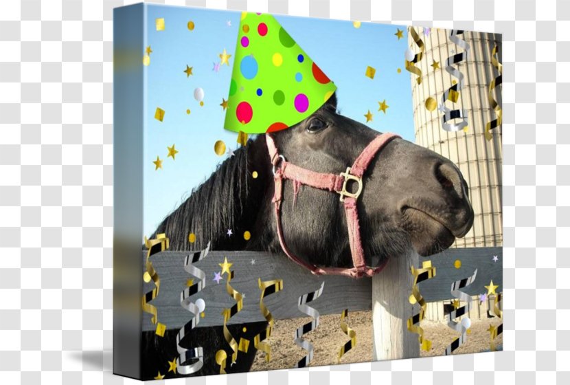 Horse Birthday Party Convite Snout - Tshirt Transparent PNG
