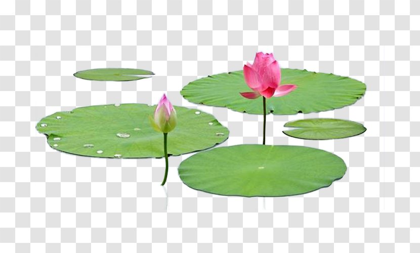 Nelumbo Nucifera Leaf Lotus Effect - Photography Material Transparent PNG