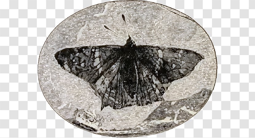Butterfly Eocene Insect Prodryas Florissant Fossil Beds National Monument - Invertebrate - Jurassic Fossils Transparent PNG