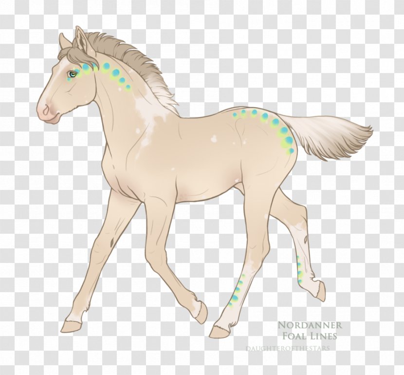 Foal Mustang Stallion Colt Mare - Yonni Meyer Transparent PNG