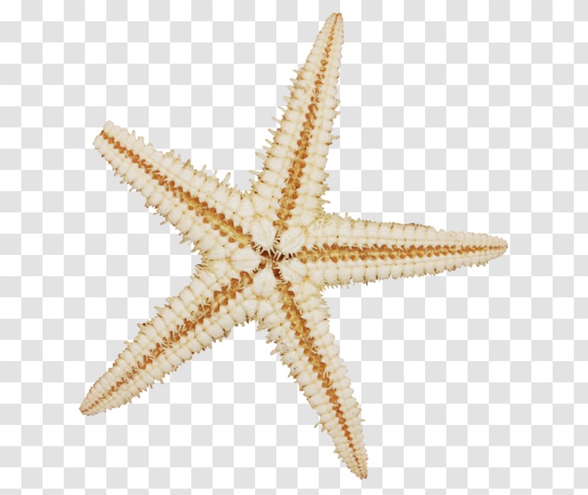 Starfish Mollusc Shell Sea Echinoderm Sand Transparent PNG