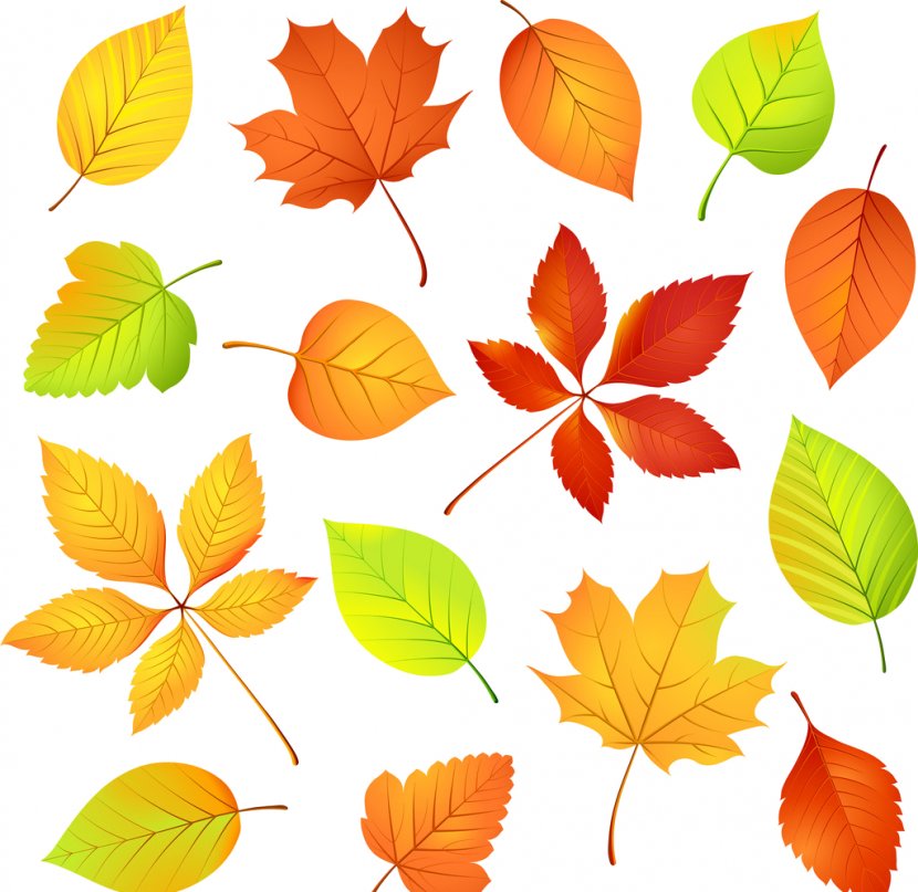 Autumn Clip Art Vector Graphics Illustration Leaf - Tree Transparent PNG