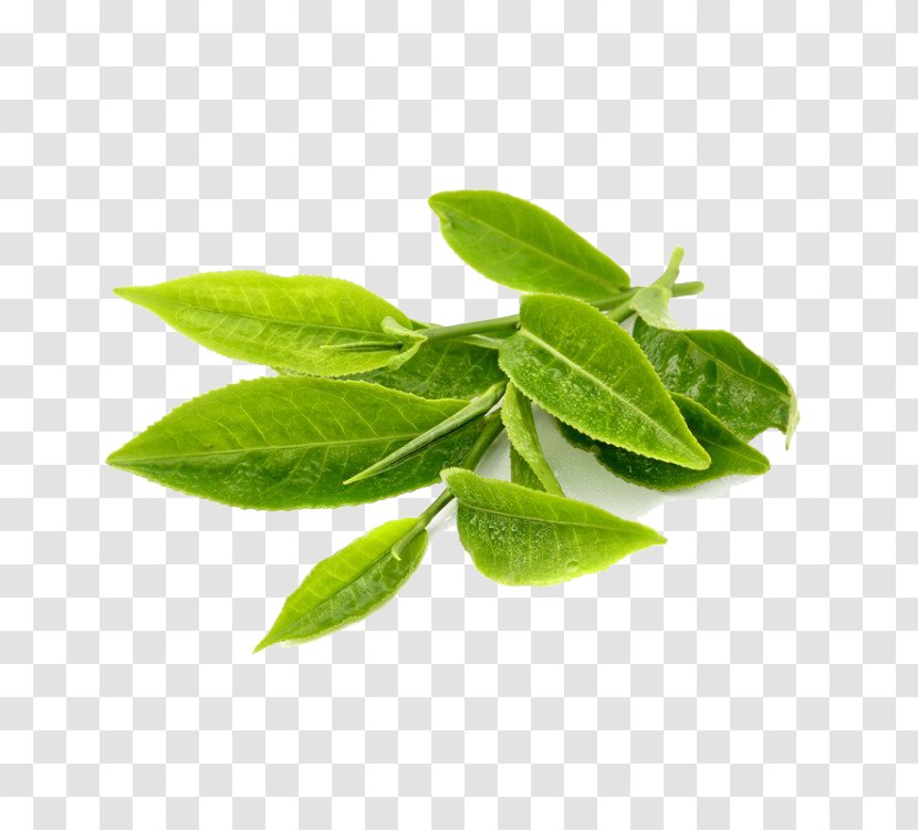 Leaf Plant Flower Herb Flowering - Herbal Transparent PNG