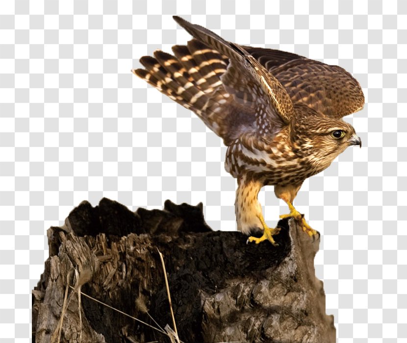 Hawk Falconidae Eagle Transparent PNG