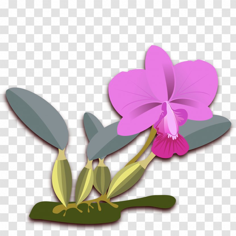 Cattleya Walkeriana Bicolor Orchids Clip Art - Petal - Orchid Transparent PNG