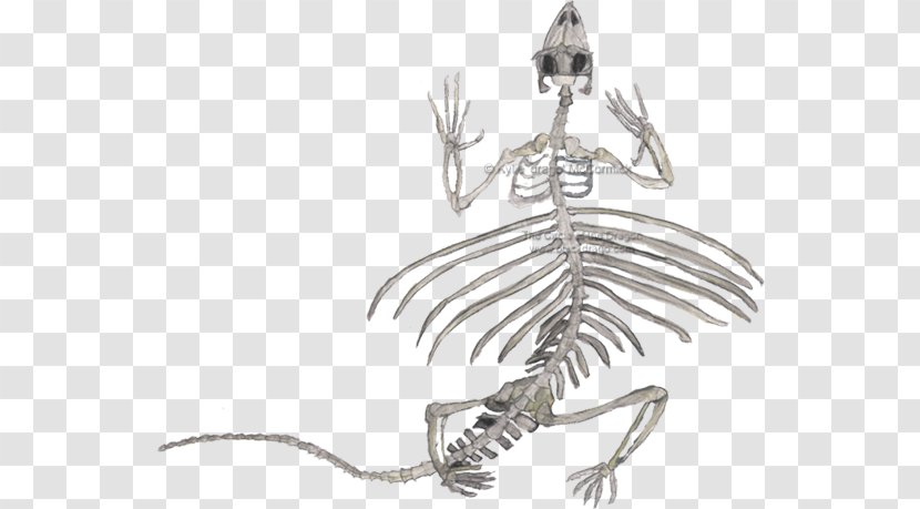 Lizard Reptile Human Skeleton Draco Volans - Anatomy Transparent PNG