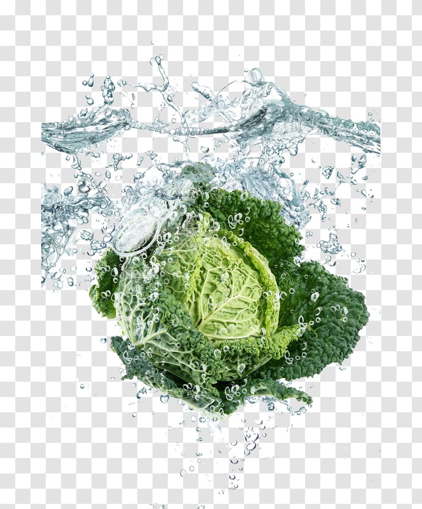 Leaf Vegetable High-definition Television Display Resolution Wallpaper - Widescreen - Surrounded By Water Cabbage Transparent PNG