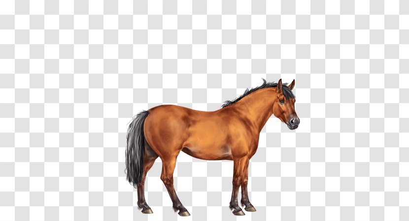Rein Mane Stallion Mustang Mare - Livestock - Chestnut Thoroughbred Transparent PNG