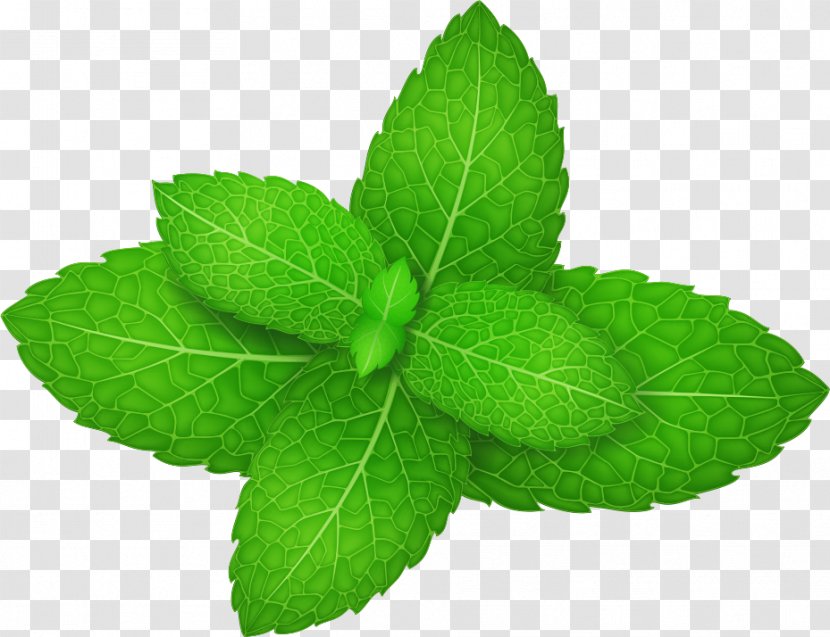 Mentha Spicata Peppermint Herb Leaf - Vector Green Mint Leaves Transparent PNG