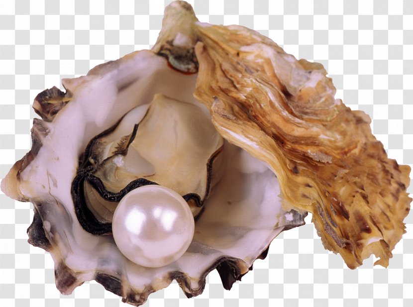 Die Heimliche Unterstxfctzung Der Sucht: Co-Abhxe4ngigkeit Pearl Seashell Nayada Wallpaper - Pearls And Shells Transparent PNG