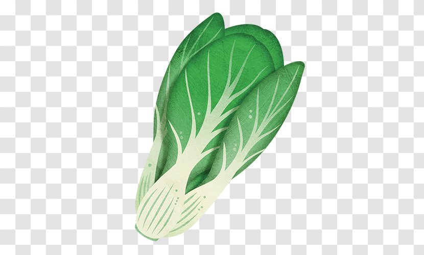 Bok Choy Leaf Vegetable Chinese Cabbage Plant - Seedling Transparent PNG