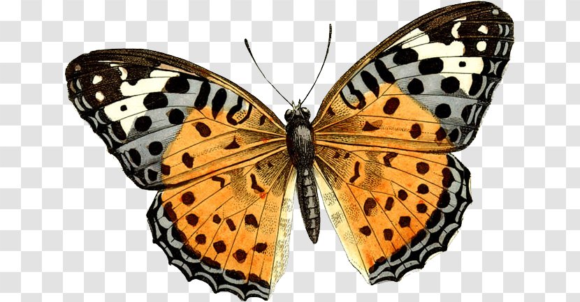 Butterfly Clip Art - Document - Butterflies Free Download Transparent PNG