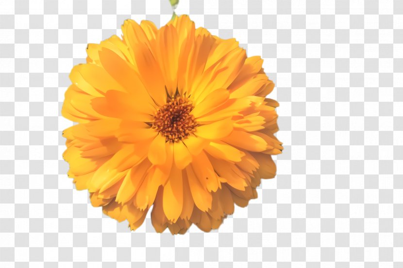 Orange - Petal - Barberton Daisy Flowering Plant Transparent PNG