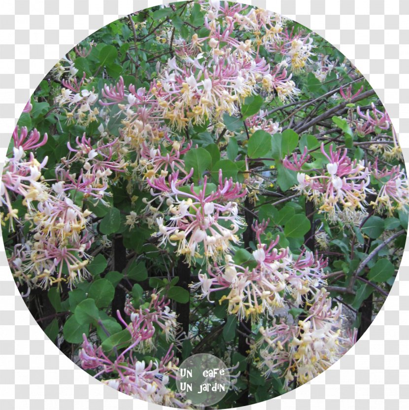 Flower Garden Orto Botanico Di Padova Vorrei Incontrarti Fra Cent'anni - Shrub Transparent PNG