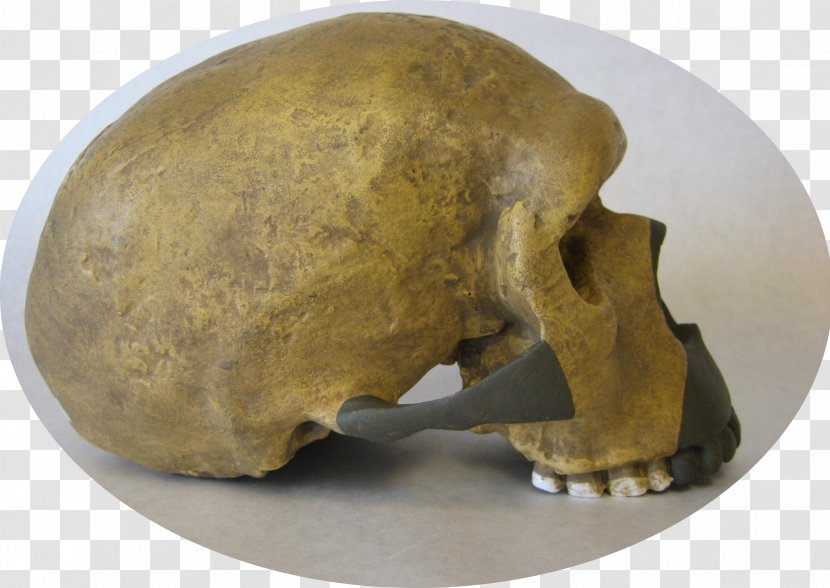 Skull - Bone Transparent PNG