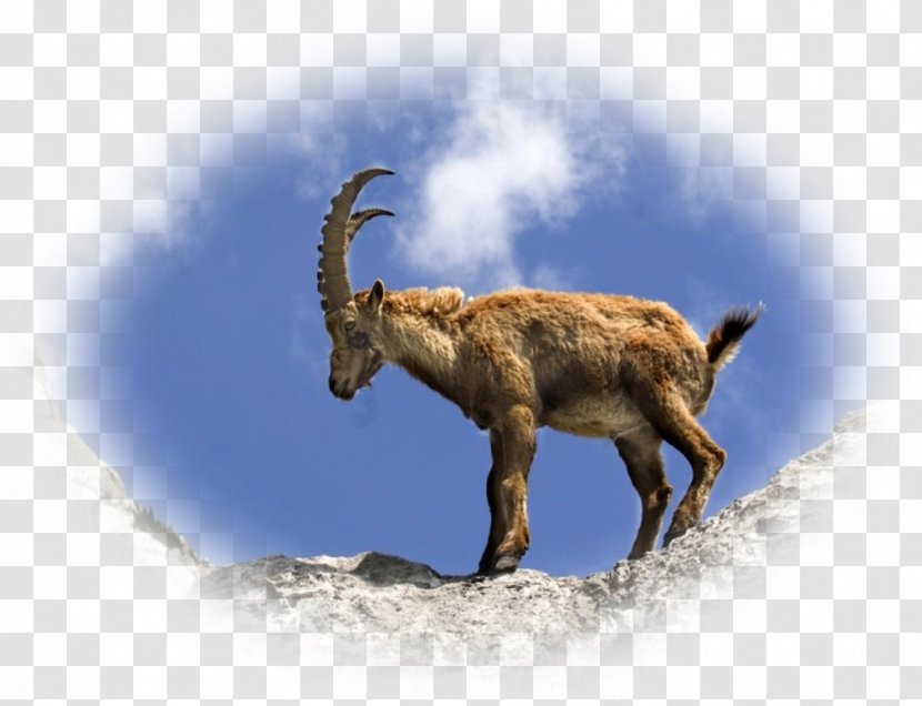 Goat Chamois Alpine Ibex Animal Lynx - Mammal Transparent PNG