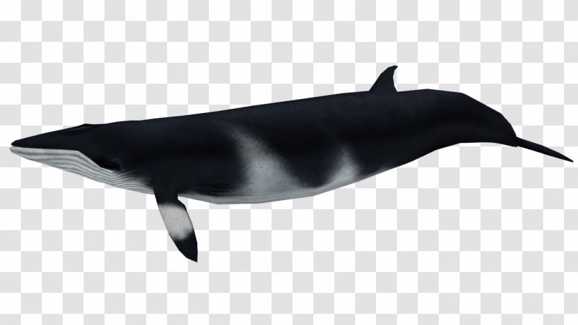 Tucuxi White-beaked Dolphin Zoo Tycoon 2 Cetacea Beaked Whale - Fin - Baleen Transparent PNG