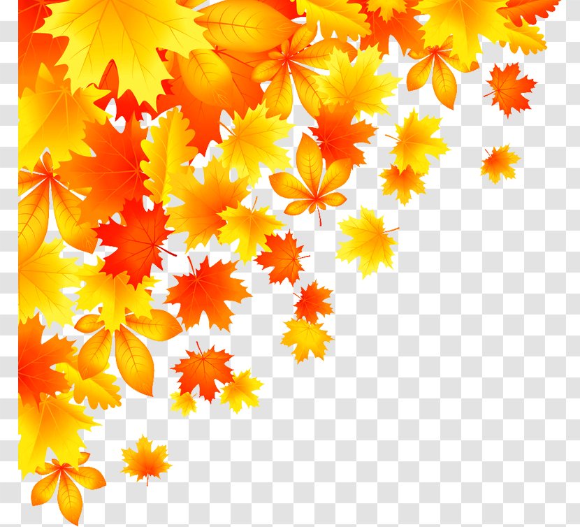 Autumn Leaf Color Royalty-free - Flowering Plant - Maple Leaves Transparent PNG