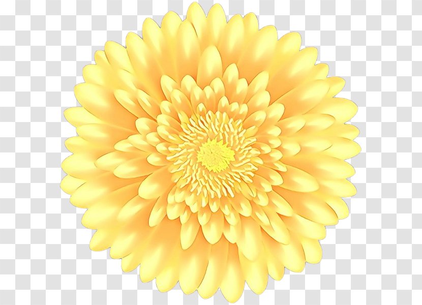 Flower Yellow Petal Gerbera Plant - English Marigold Cut Flowers Transparent PNG