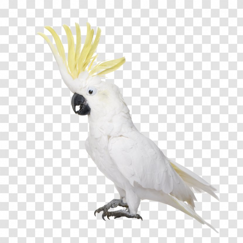 Budgerigar Cockatiel Bird Cockatoo Macaw - Vertebrate Transparent PNG