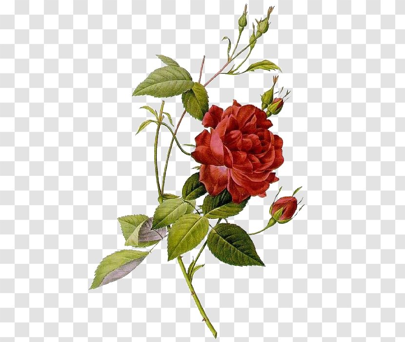 Les Roses Botanical Illustration Art - Rose Transparent PNG