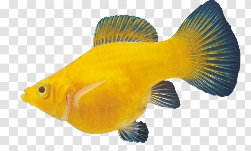 Carassius Auratus Ornamental Fish - Tropical - Goldfish Material Transparent PNG
