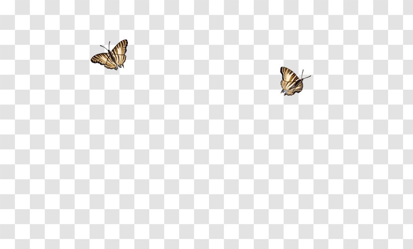 Butterflies And Moths Insect Fauna Wildlife - Pollinator Transparent PNG