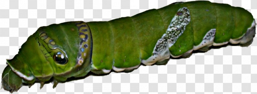 Caterpillar Swallowtail Butterfly Papilio Troilus Larva - Frame Transparent PNG