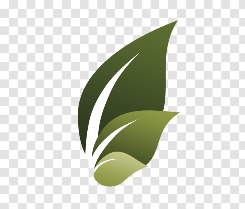Tidewater Finance Company Leaf New Life VB Presbyterian Church Plant Stem Transparent PNG