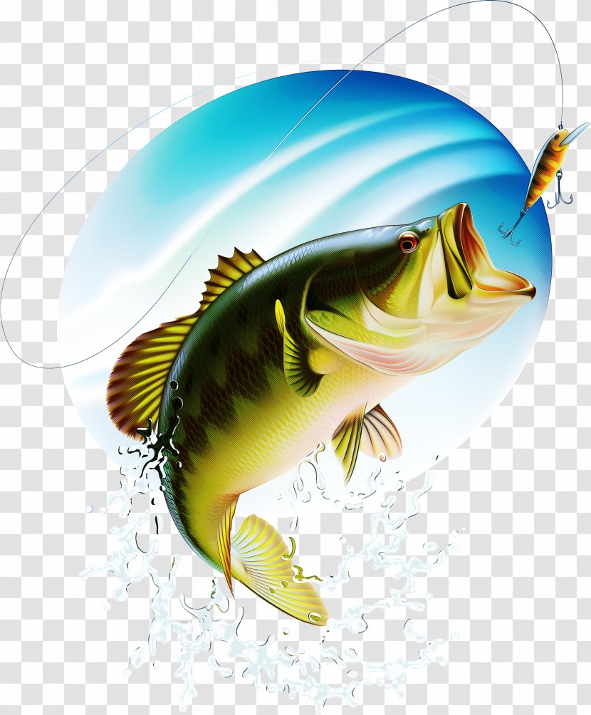 Fish Fin Bass Cichla - Bonyfish Perch Transparent PNG