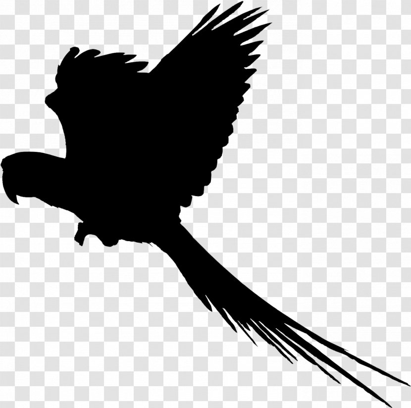 Clip Art Black & White - Bird Of Prey - M Fauna Beak Feather Transparent PNG
