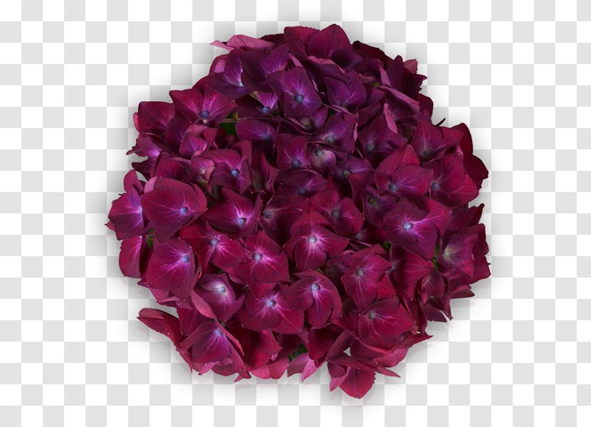 Violet Lilac Red Purple French Hydrangea - Hortensia Transparent PNG