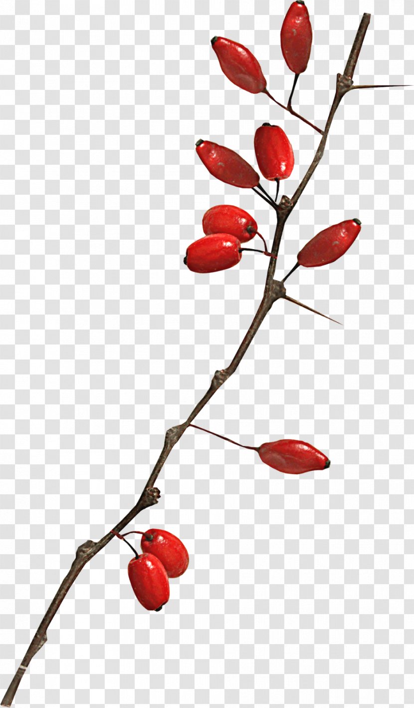 Lycium Chinense Goji - Food - Amor Transparent PNG