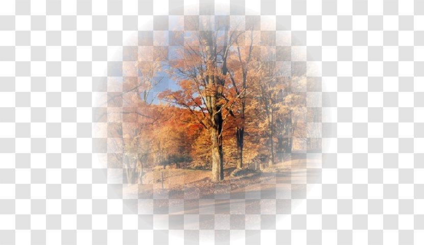 Golden Autumn Desktop Wallpaper TinyPic - Tree Transparent PNG