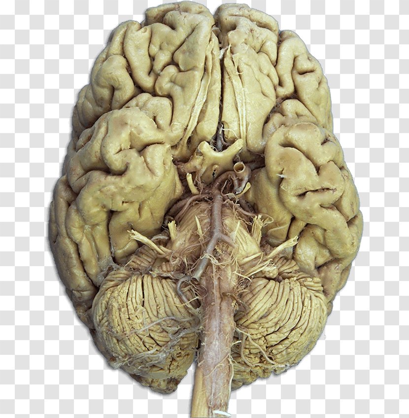 Cranial Nerves Anatomy Brain Nervous System - Watercolor Transparent PNG