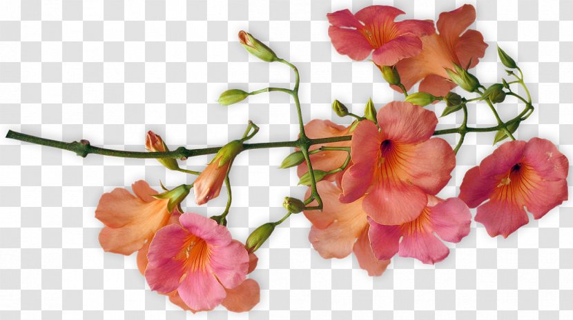 Cut Flowers Floral Design - Flower Transparent PNG