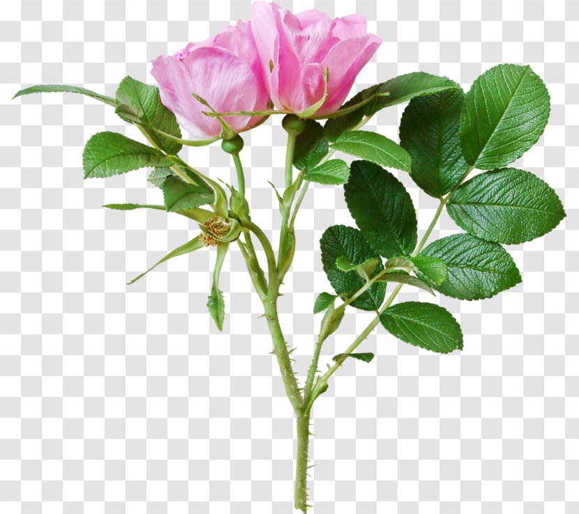 Garden Roses Centifolia Green Beach Rose Flower - Flowering Plant Transparent PNG