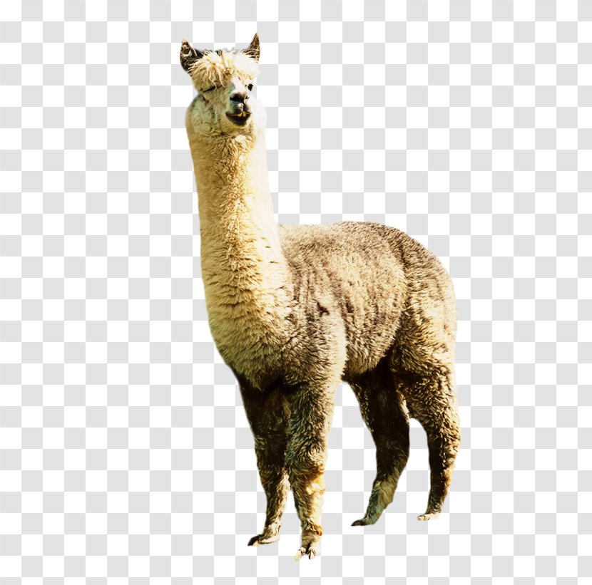 Llama Alpaca Clip Art Image Illustration - Camelid - Wool Transparent PNG