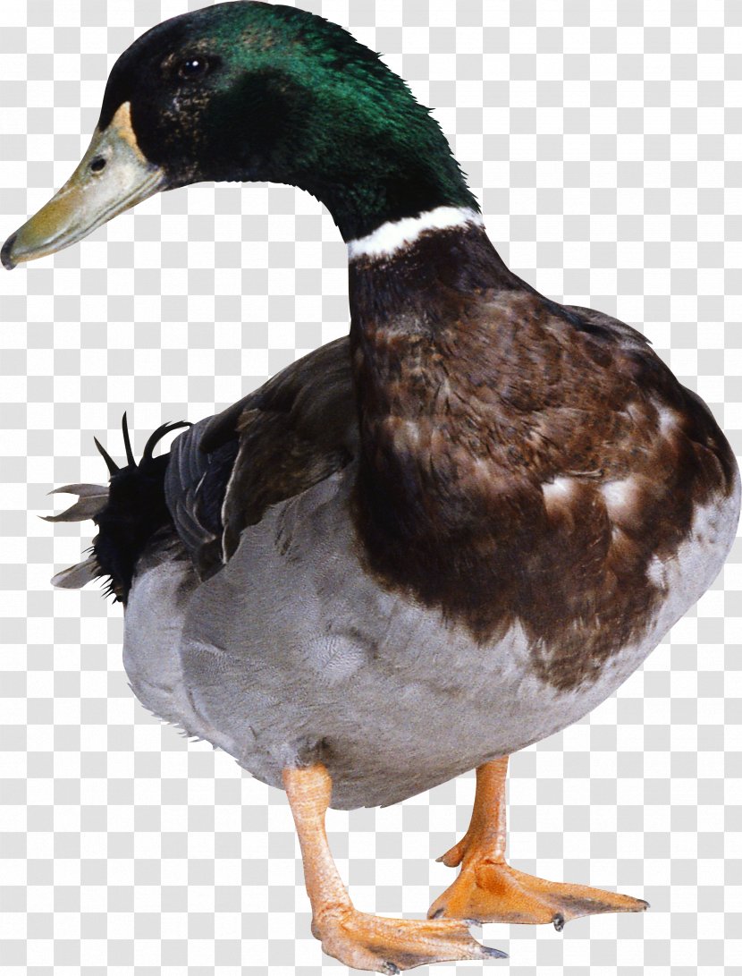Duck Hunt Donald American Pekin - Beak - Image Transparent PNG
