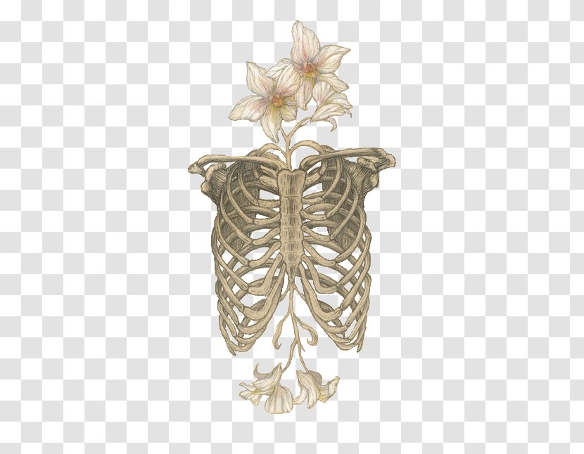 Human Skeleton Anatomy Skull Rib Cage - Heart - Flower Bones Transparent PNG