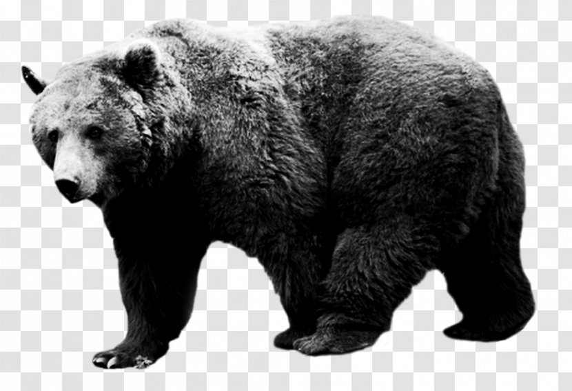 American Black Bear Grizzly Alaska Peninsula Brown Tumblr - Blog Transparent PNG
