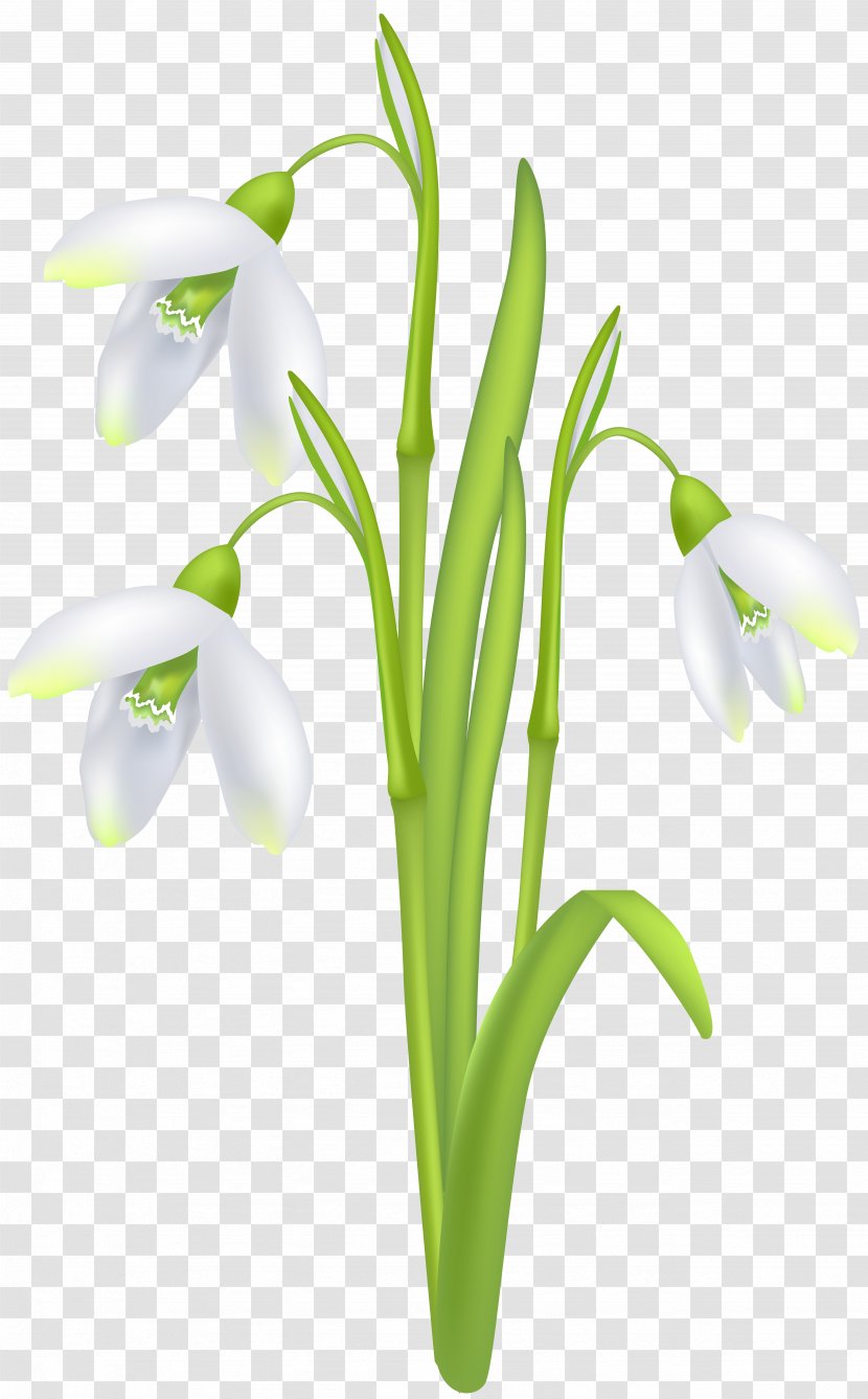 Snowdrop Clip Art - Plant Stem - Flower Transparent PNG