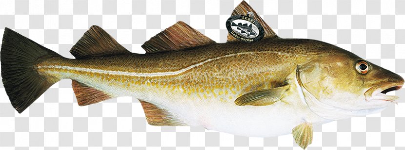 Norway Atlantic Cod Skrei Fish - Seafood - Socialist Feminism Transparent PNG