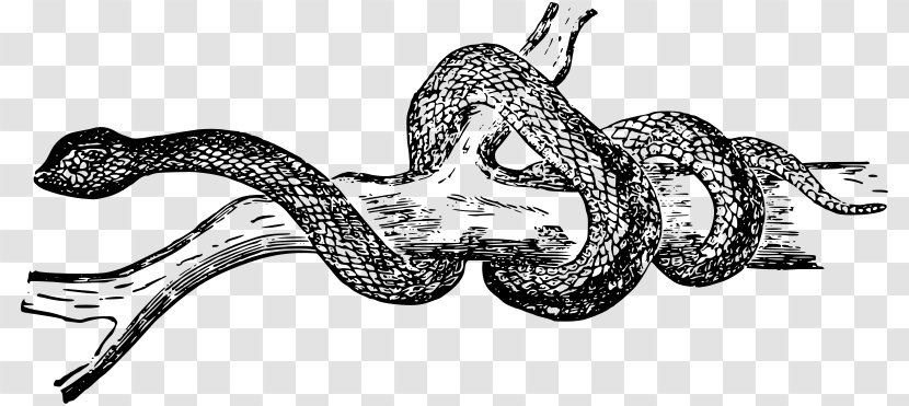 Reptile Scale Snake Teratoscincus Clip Art - Organism Transparent PNG