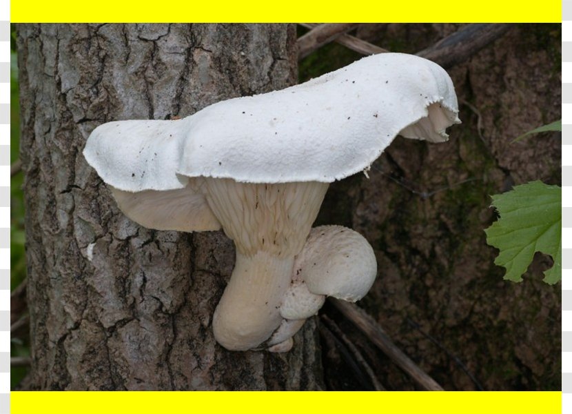 Oyster Mushroom Pleurotus Eryngii Dryinus Pulmonarius Mycelium - Medicinal Transparent PNG